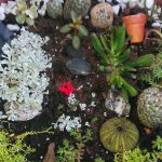 fairy garden