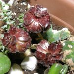 Aeonium arboreum atropurpureum