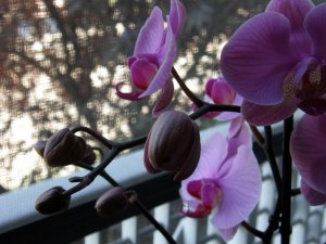 orchidea Phalaenopsis