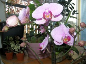 orchidea Phalaenopsis