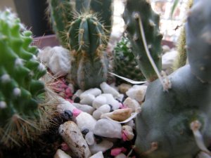 idee mix cactus