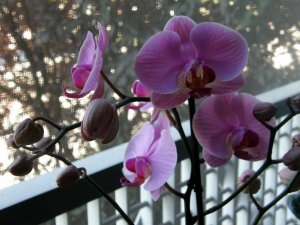 orchidea Phalaenopsis