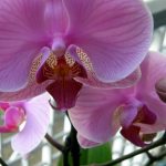 orchidea Phalaenopsis
