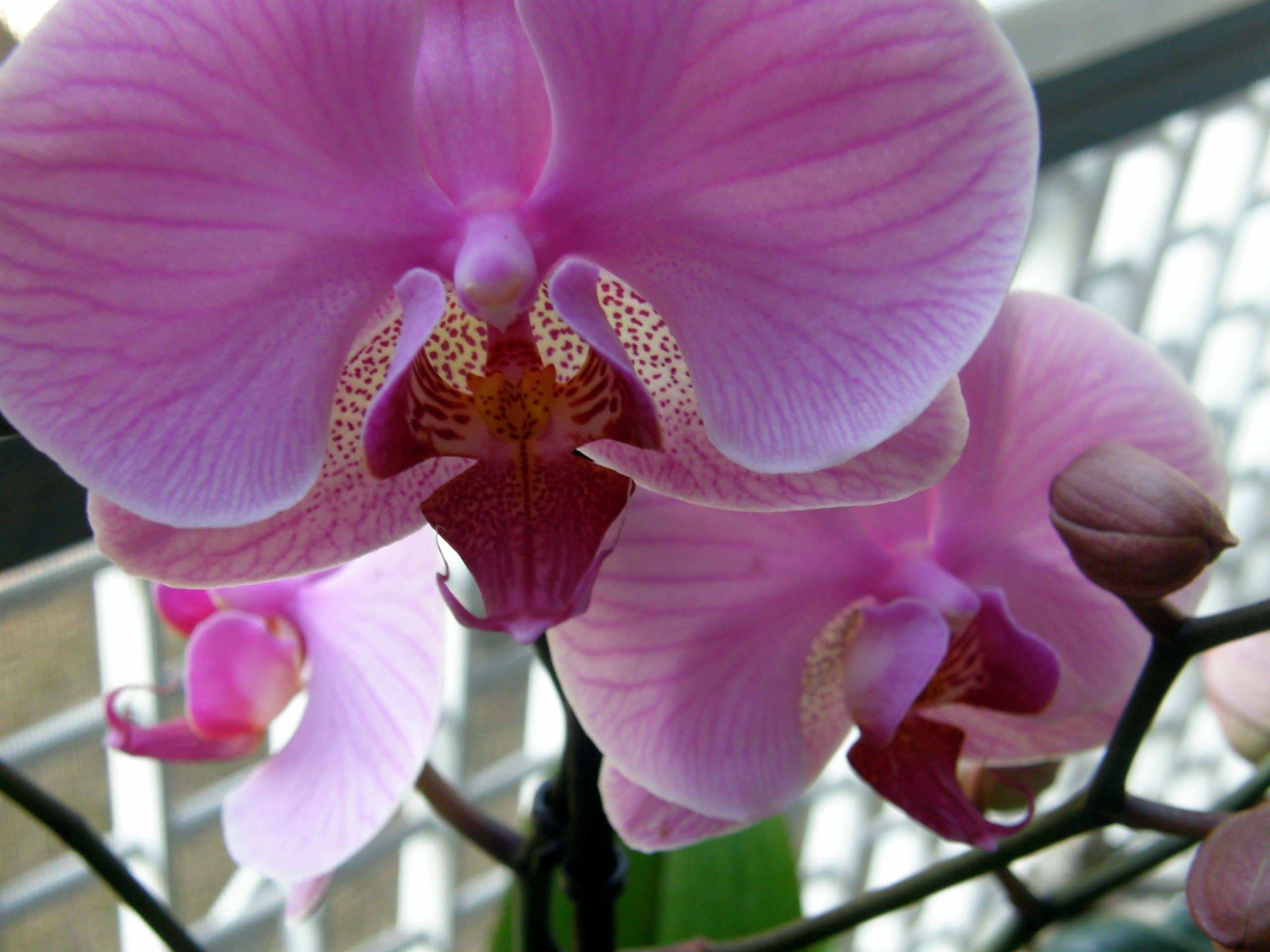 orchidea Phalaenopsis