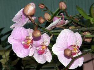 orchidea Phalaenopsis