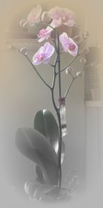 orchidea Phalaenopsis