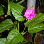 Mirabilis jalapa