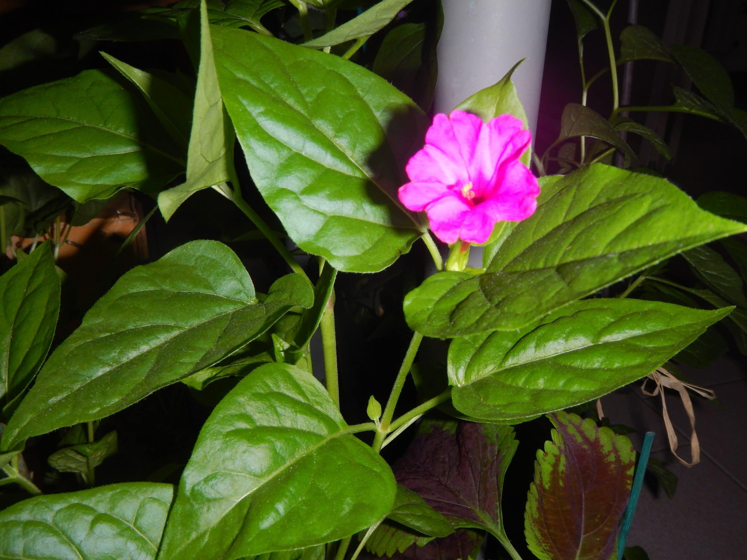 Mirabilis jalapa