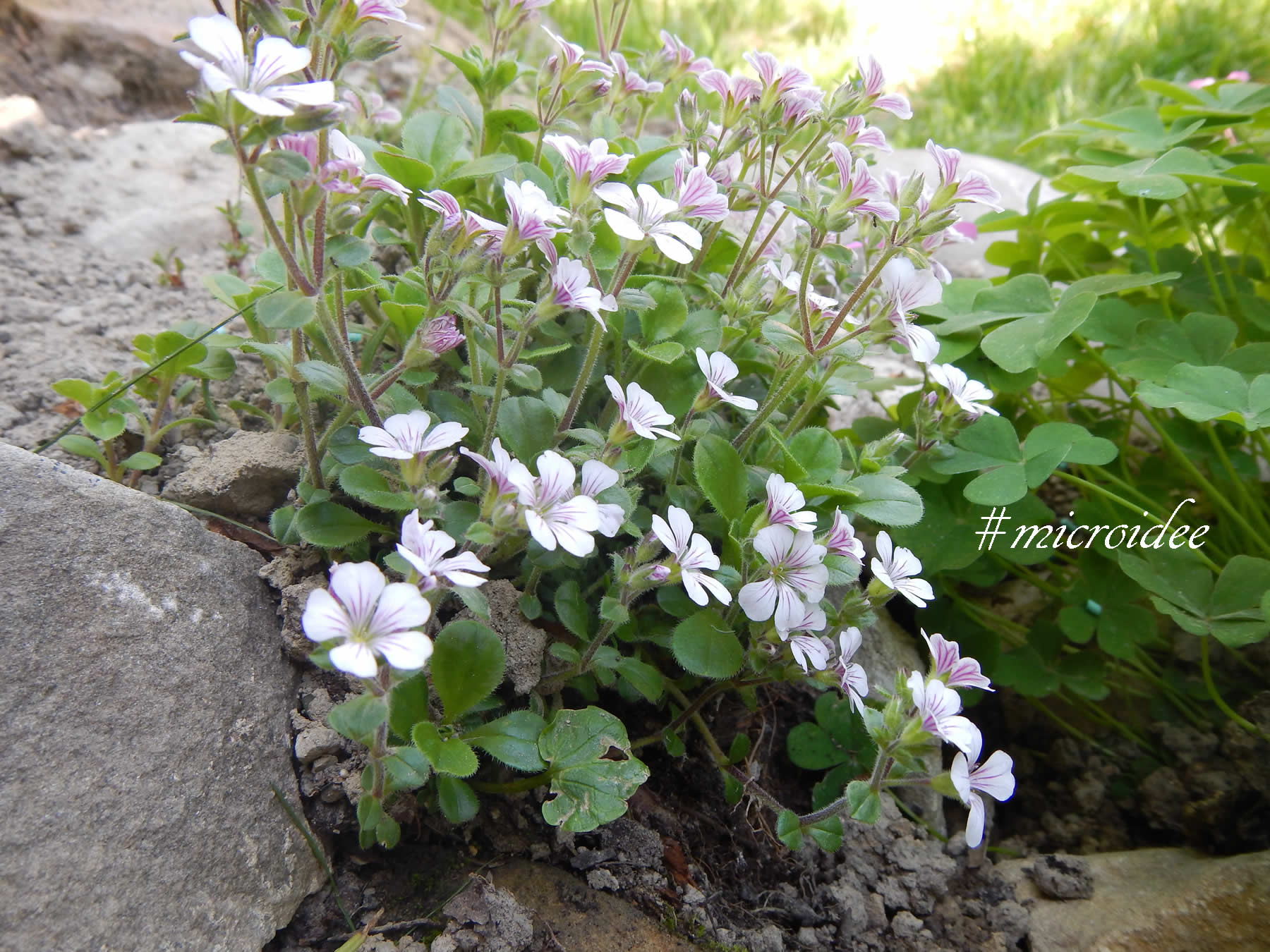 Gypsophila cerastioides