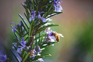 ape al lavoro in primavera