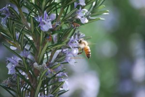 insetto al lavoro in primavera