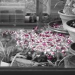 Potpourri petali di rosa