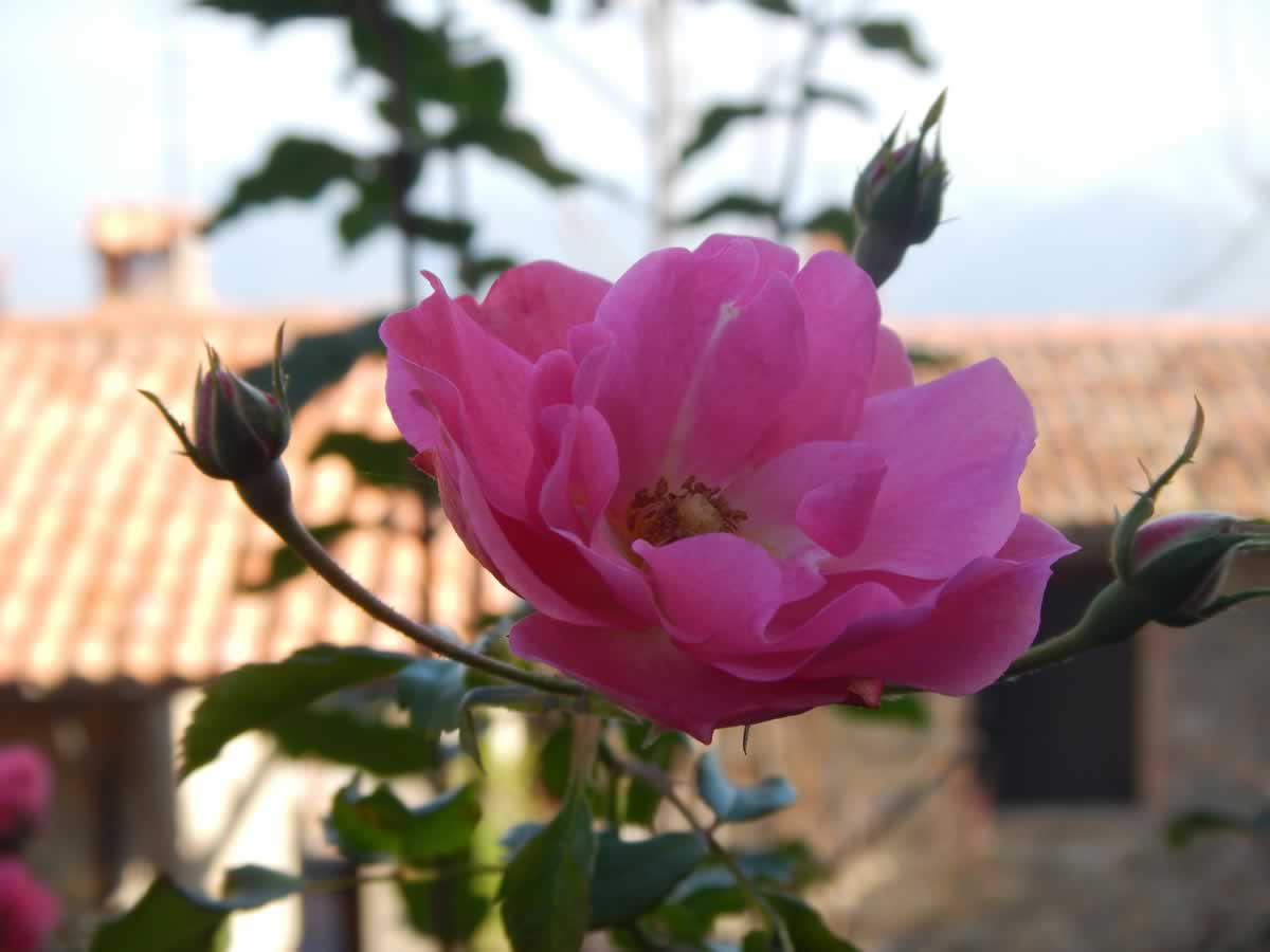 potpurri rose