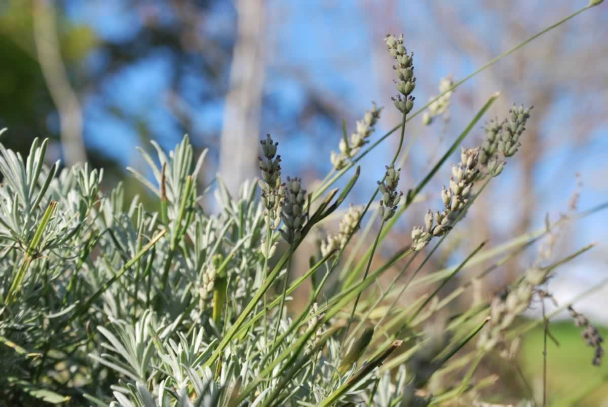 lavanda-in-giardino