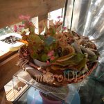 begonia