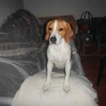 beagle a Natale