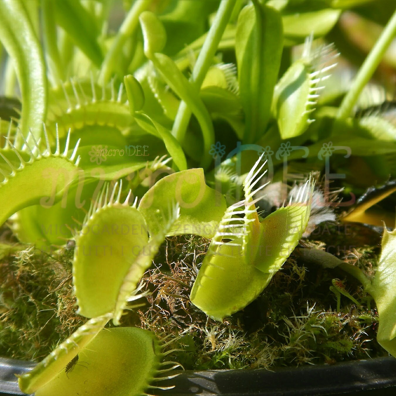 dionaea muscipula