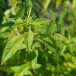 aloysia triphylla