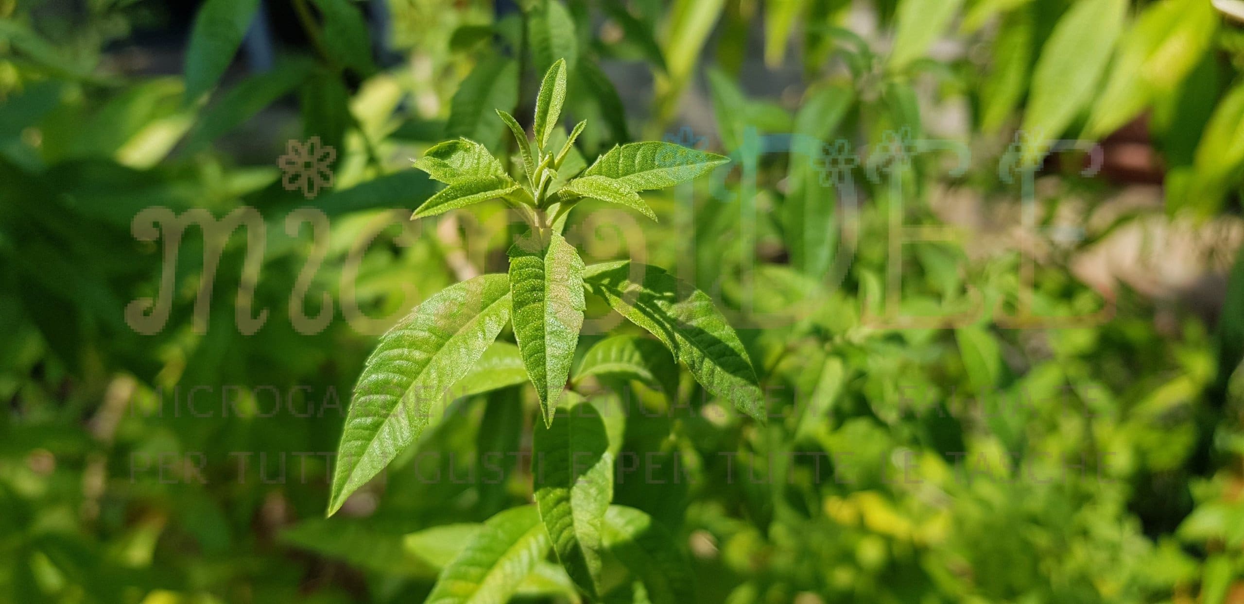 aloysia triphylla