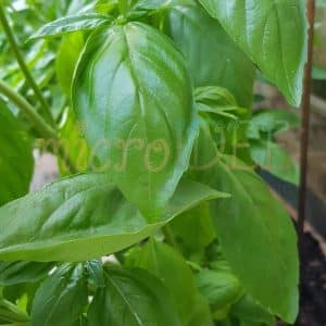 pesto alla genovese