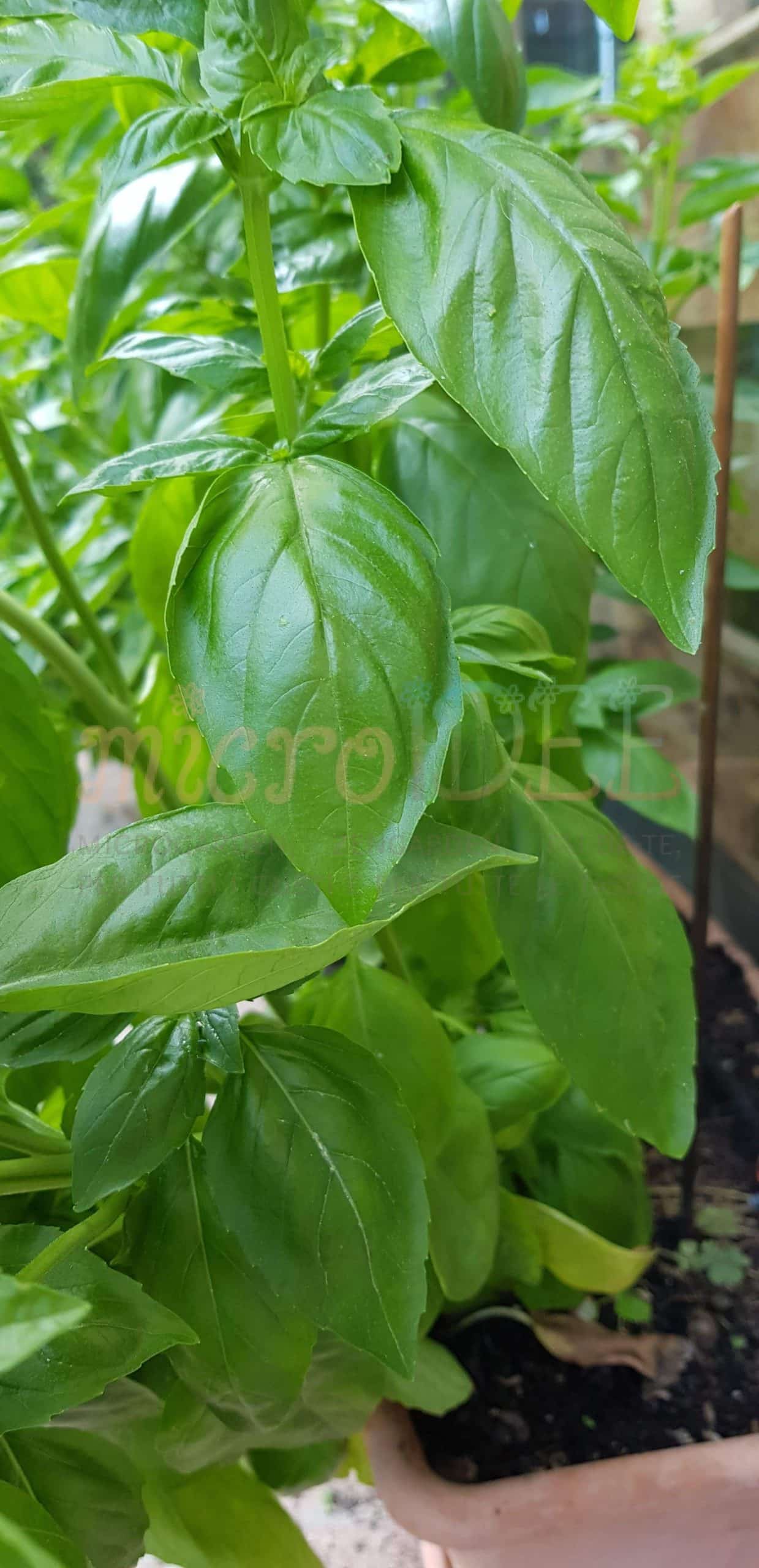 pesto alla genovese