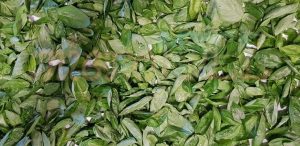 pesto alla genovese