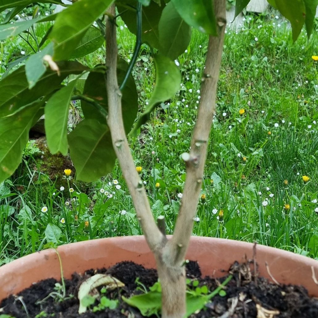 Pianta di Limone di Sorrento in vaso con foglie verdi