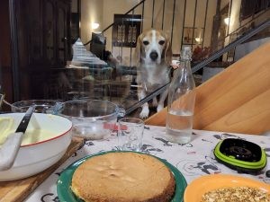 Beagle curioso che osserva ingredienti per torta e pan di Spagna appena sfornato sul tavolo, tra ciotole, noci e bottiglia d'acqua.